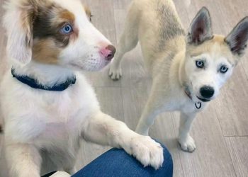 Kira van 11 weken tot nu.