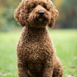 9CC04B11-C9BE-40E4-ADA7-B2B9AA8F0B80